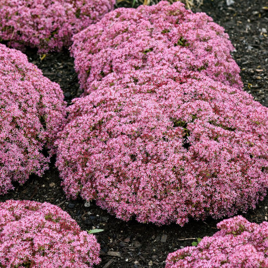 Rock 'N Round® 'Pride and Joy' Stonecrop (Sedum)
