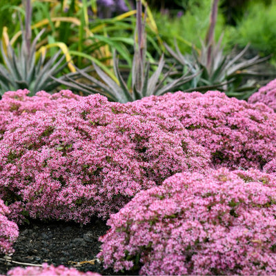 Rock 'N Round® 'Pride and Joy' Stonecrop (Sedum hybrid)