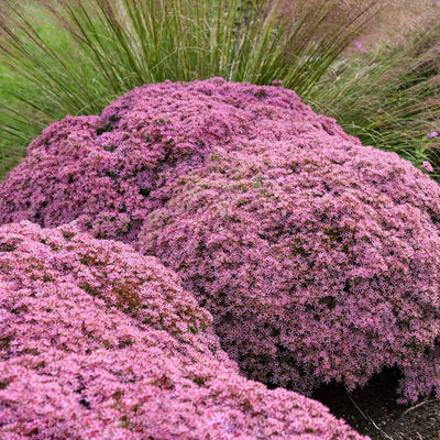 Rock 'N Round® 'Pride and Joy' Stonecrop (Sedum hybrid)