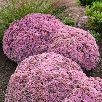 Rock 'N Round® 'Pride and Joy' Stonecrop (Sedum hybrid)