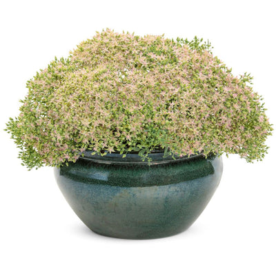 Rock 'N Round® 'Pride and Joy' Stonecrop (Sedum hybrid)