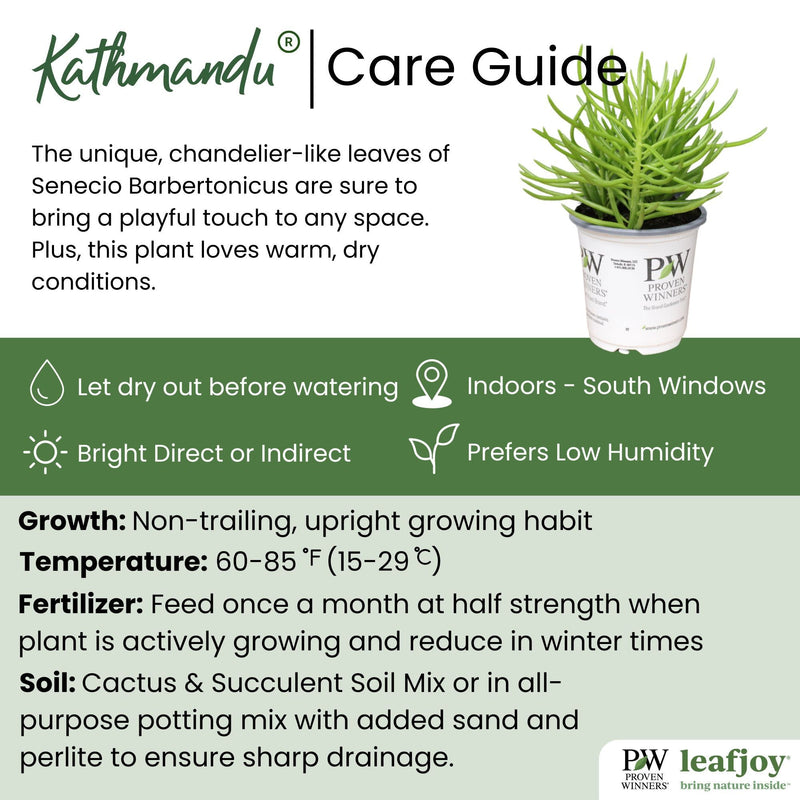 leafjoy® Mirage™ Kathmandu™ Barberton Senecio detailed care information.