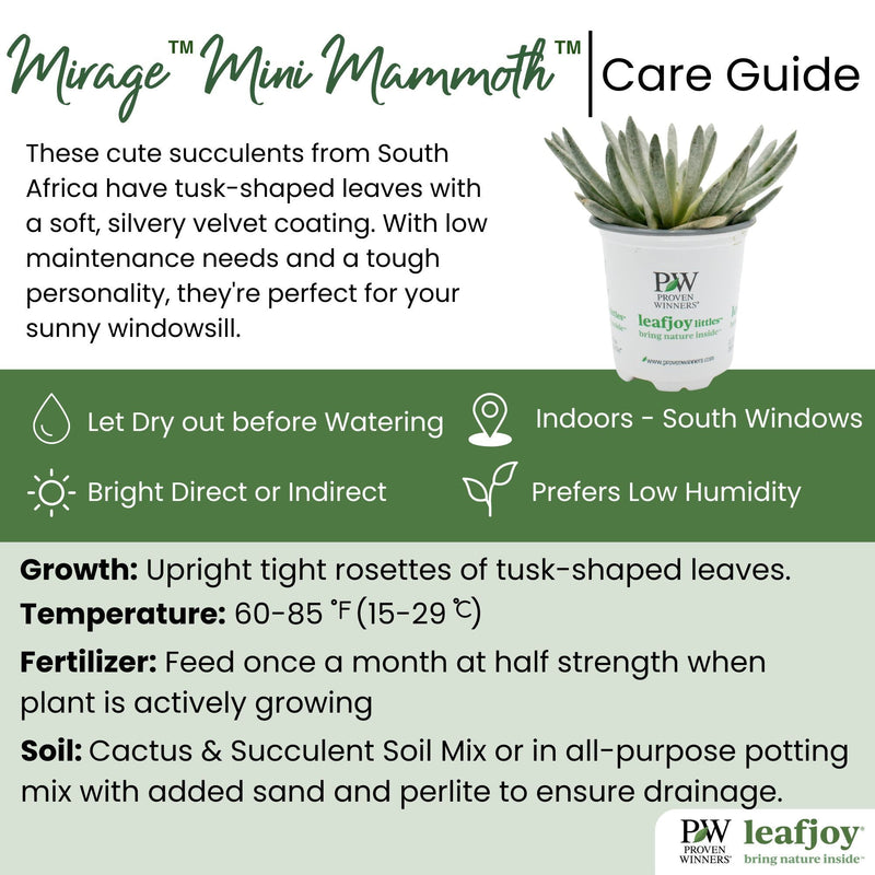 leafjoy® Mirage™ Mini Mammoth™ Woolly Scenecio detailed care information.