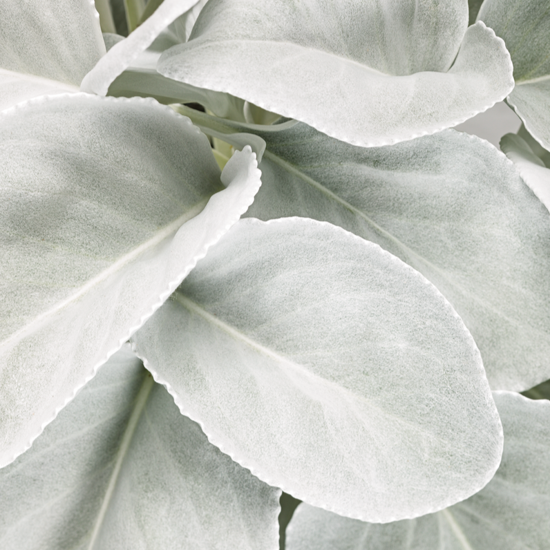 Angel Wings Sea Cabbage up close.