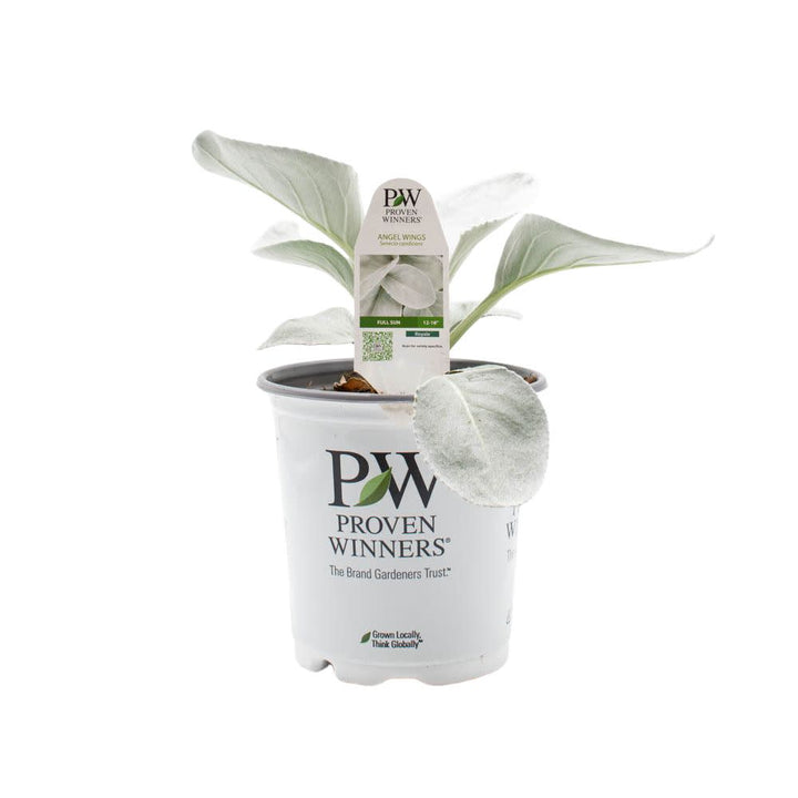 Limited Edition Royale™ | Angel Wings Sea Cabbage (Senecio candicans)