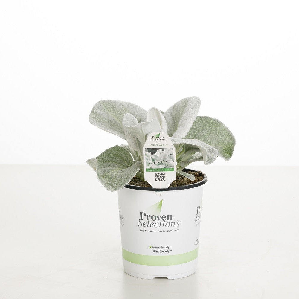 SENPRW001-Hero_1080x.jpg?v=