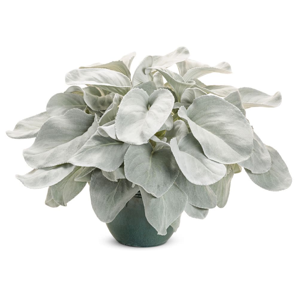 Angel Wings Sea Cabbage (Senecio candicans)