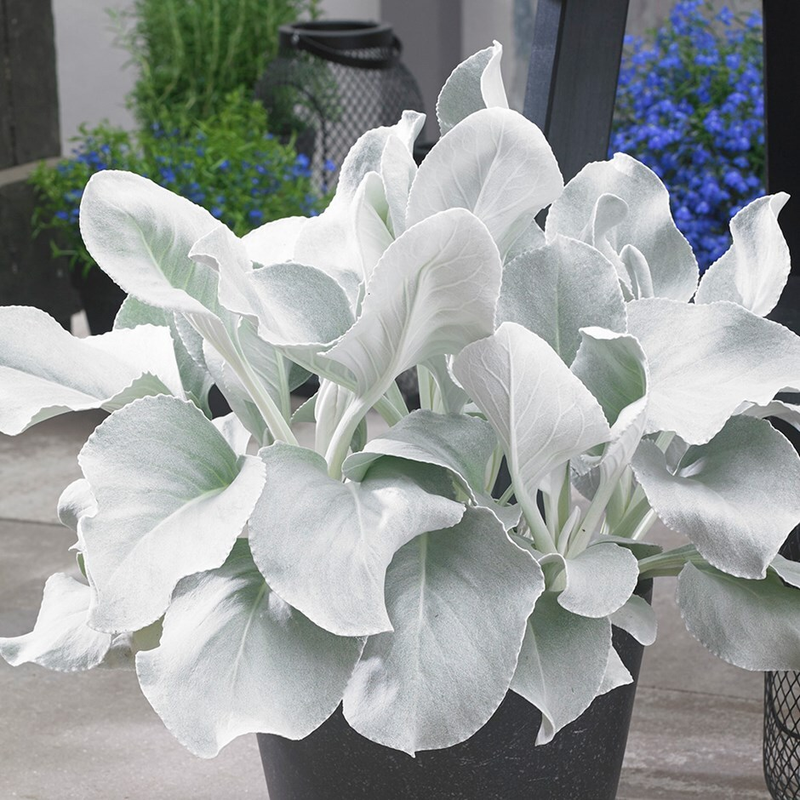 Angel Wings Sea Cabbage in use.