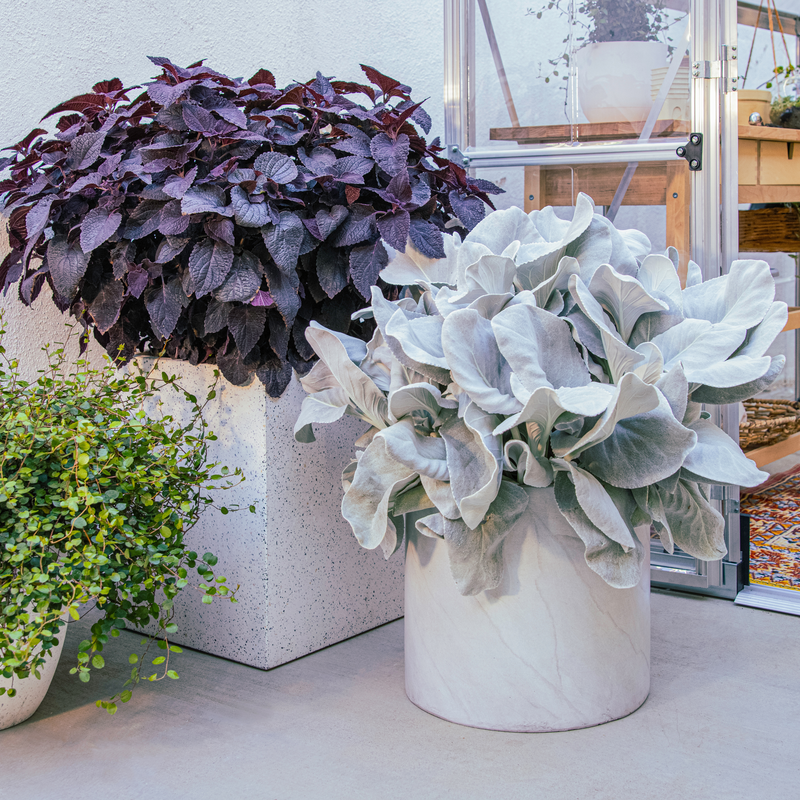 angel wings plant in pots Angel Wings Sea Cabbage (Senecio candicans)