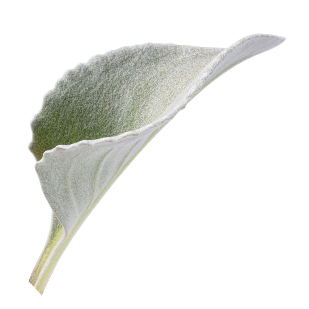 Angel Wings Sea Cabbage (Senecio candicans)