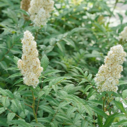 Mr. Mustard False Spiraea up close.