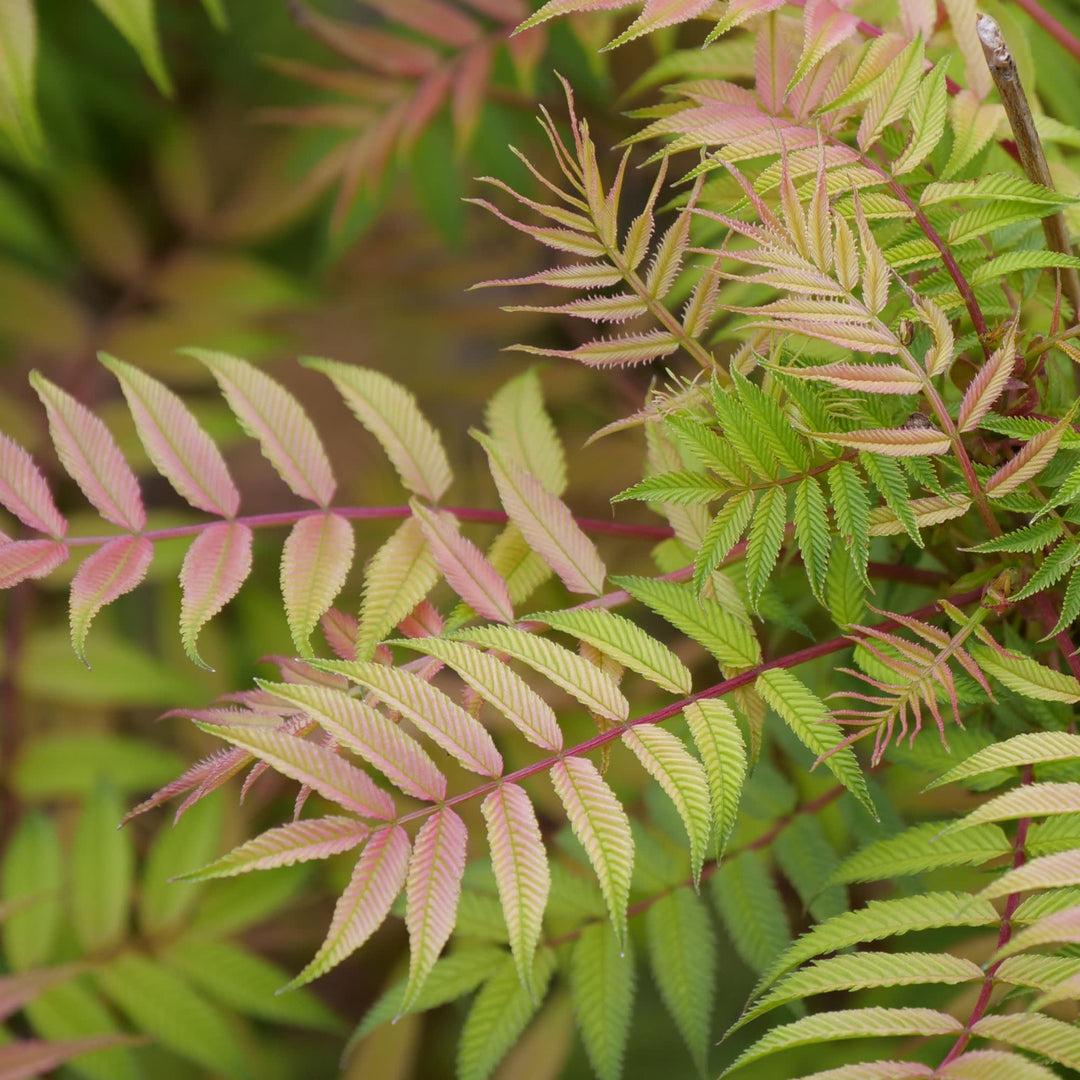 Mr. Mustard® False Spiraea (Sorbaria sorbifolia)