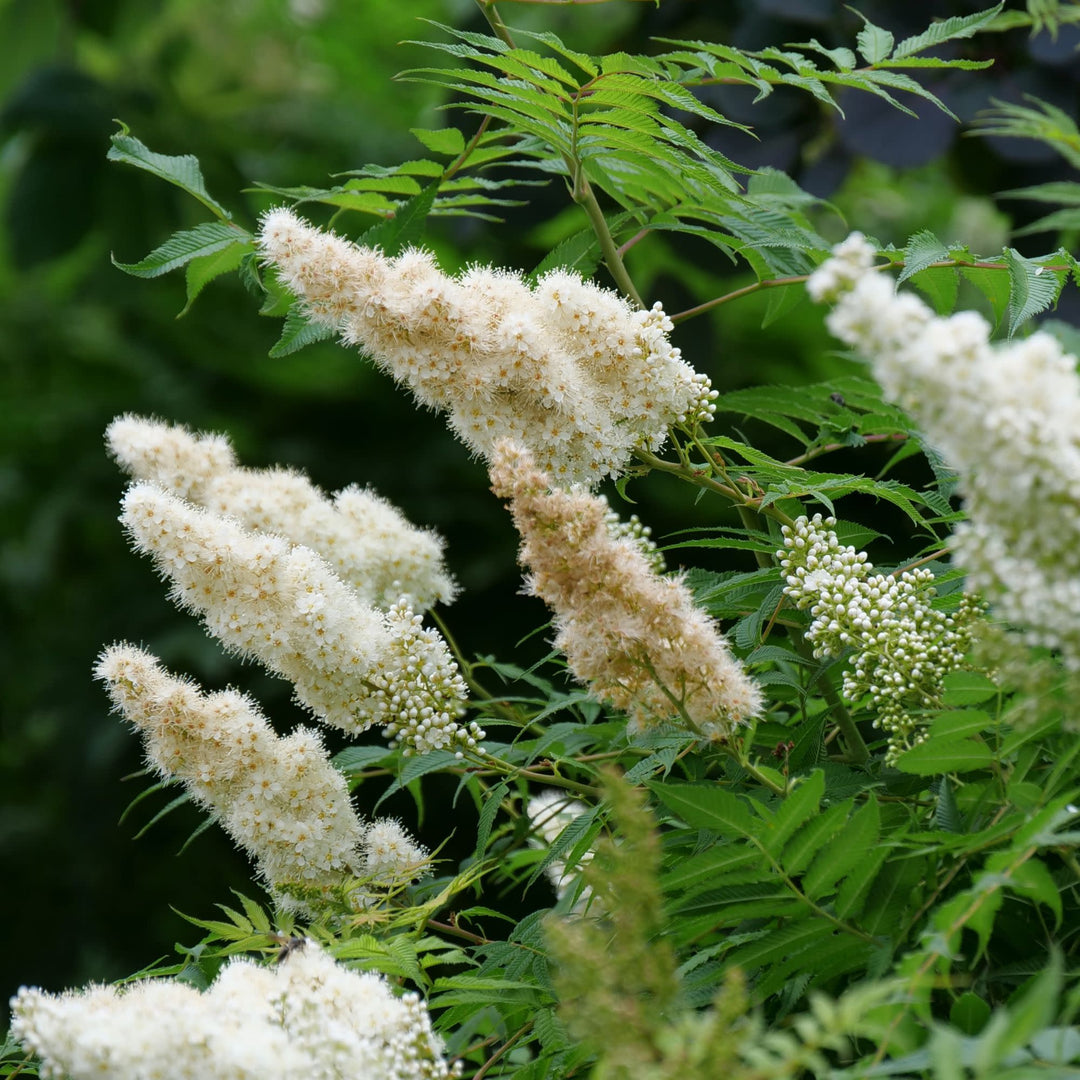 Mr. Mustard® False Spiraea (Sorbaria sorbifolia)