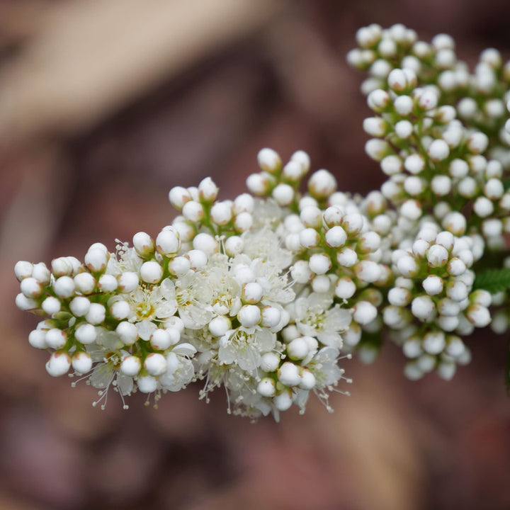 Mr. Mustard® False Spiraea (Sorbaria sorbifolia)