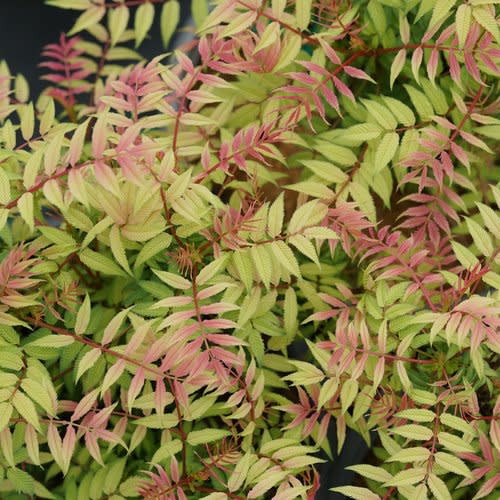 Mr. Mustard® False Spiraea (Sorbaria sorbifolia)