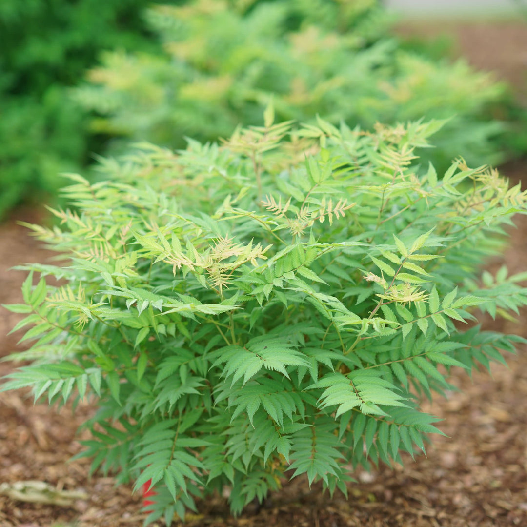 False Spiraea | Mr. Mustard® | Proven Winners® Shrubs – Proven