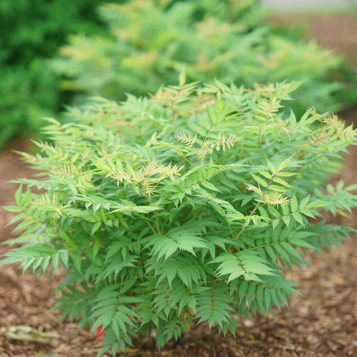 False Spiraea | Mr. Mustard® | Proven Winners® Shrubs – Proven