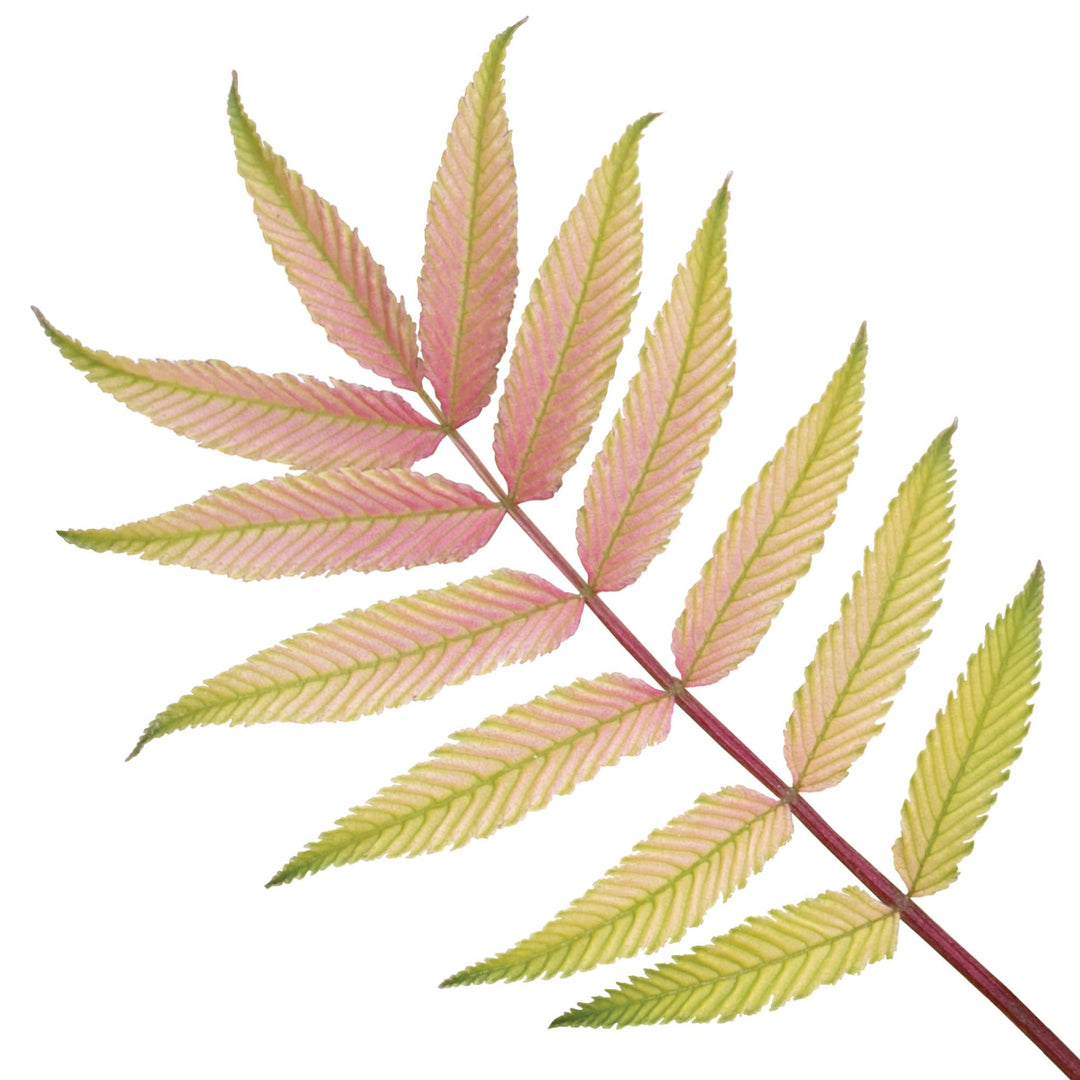 Mr. Mustard® False Spiraea (Sorbaria sorbifolia)