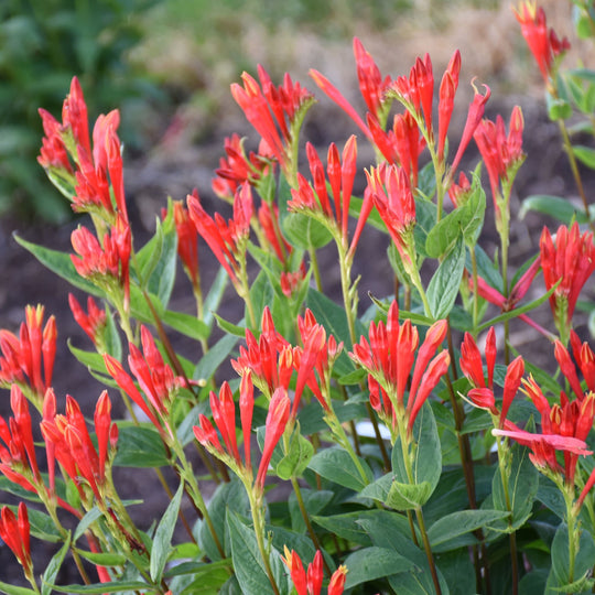 'Orange Slices' Indian Pink (Spigelia marilandica) | Proven Winners® New Variety 2026