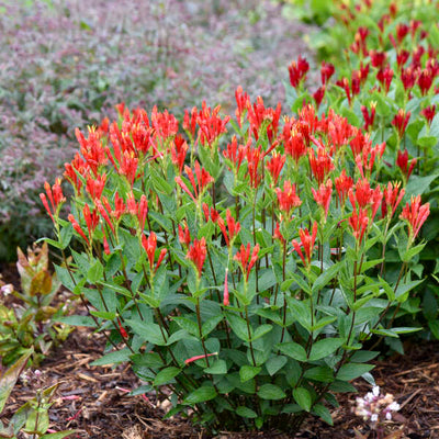 'Orange Slices' Indian Pink (Spigelia marilandica) | Proven Winners® New Variety 2025