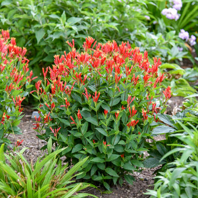 'Orange Slices' Indian Pink (Spigelia marilandica) | Proven Winners® New Variety 2025