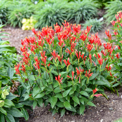 'Orange Slices' Indian Pink (Spigelia marilandica) | Proven Winners® New Variety 2025