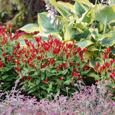 'Apple Slices' Indian Pink (Spigelia marilandica)