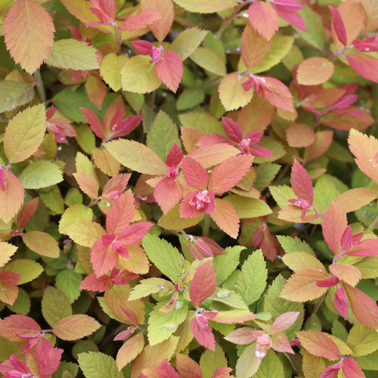 Double Play Big Bang® Spirea (Spiraea x)