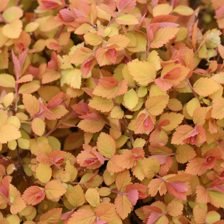 Double Play Big Bang® Spirea (Spiraea x)