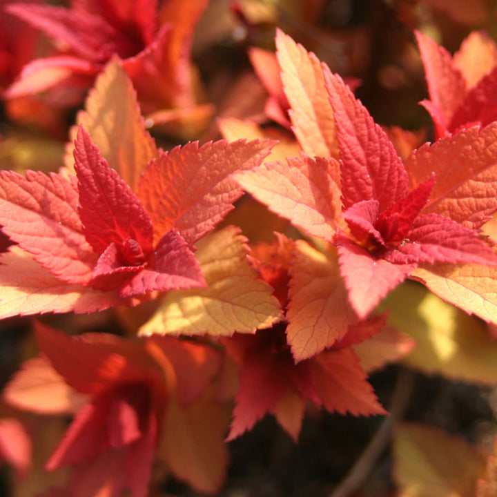 Double Play Big Bang® Spirea (Spiraea x)