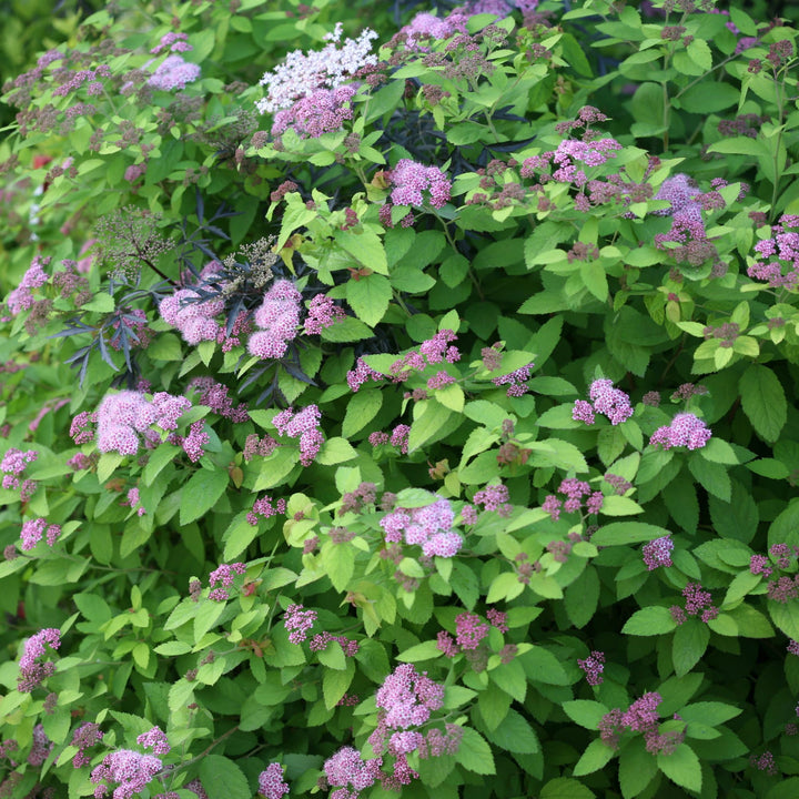 Double Play Big Bang® Spirea (Spiraea x)