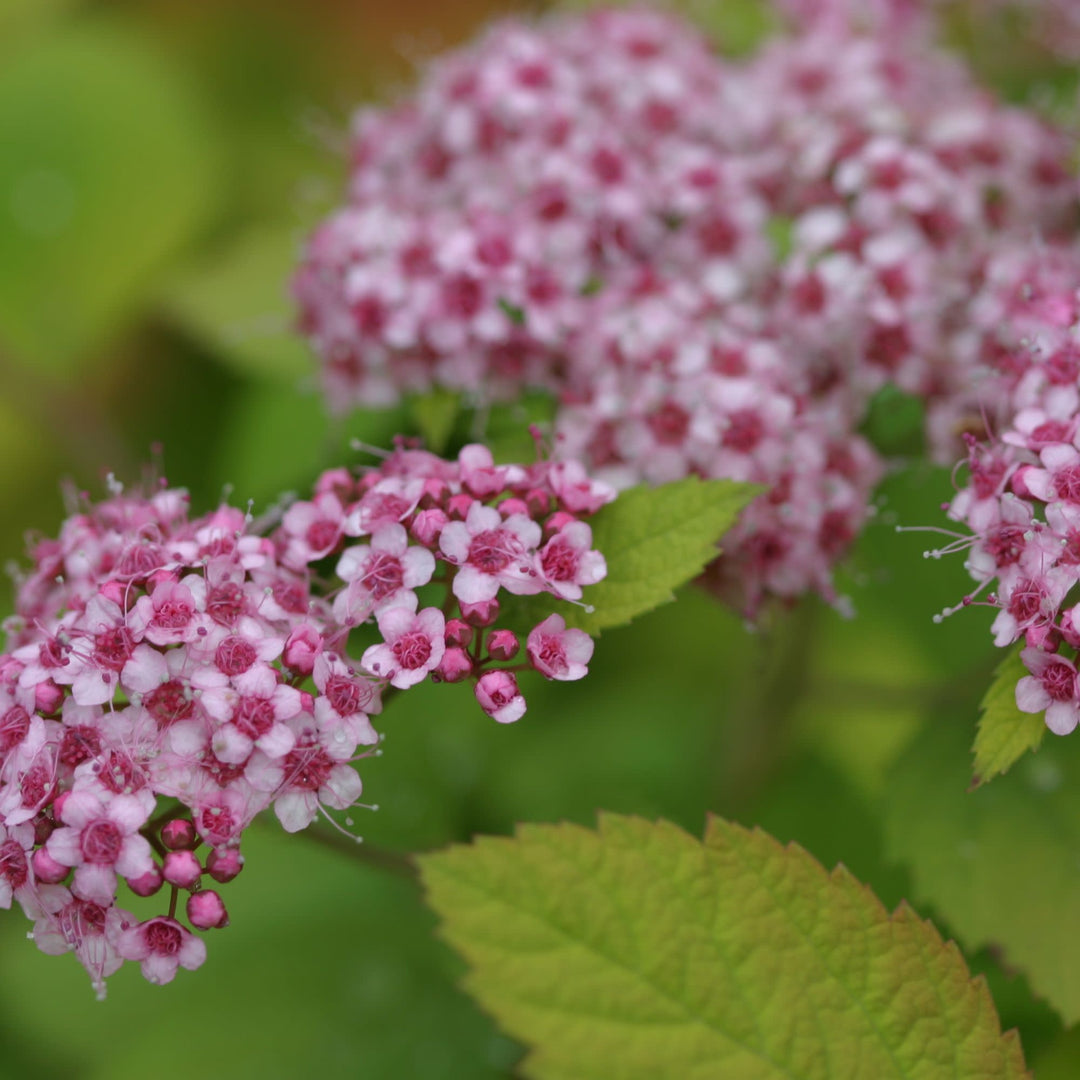 Double Play Big Bang® Spirea (Spiraea x)