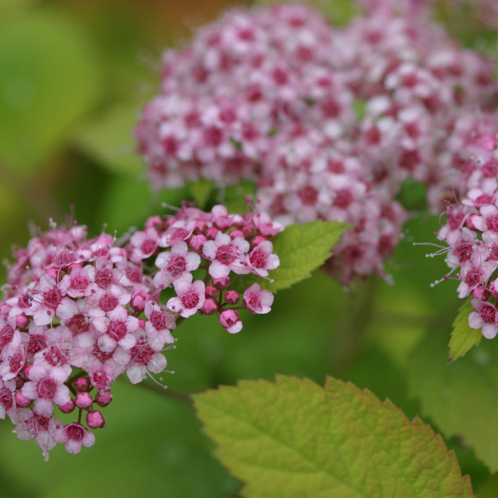 Double Play Big Bang® Spirea (Spiraea x)