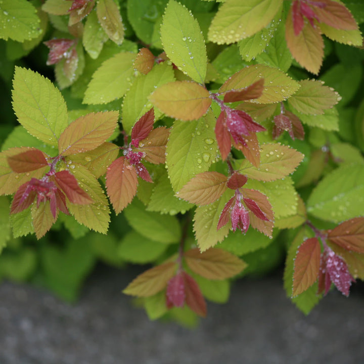 Double Play Big Bang® Spirea (Spiraea x)