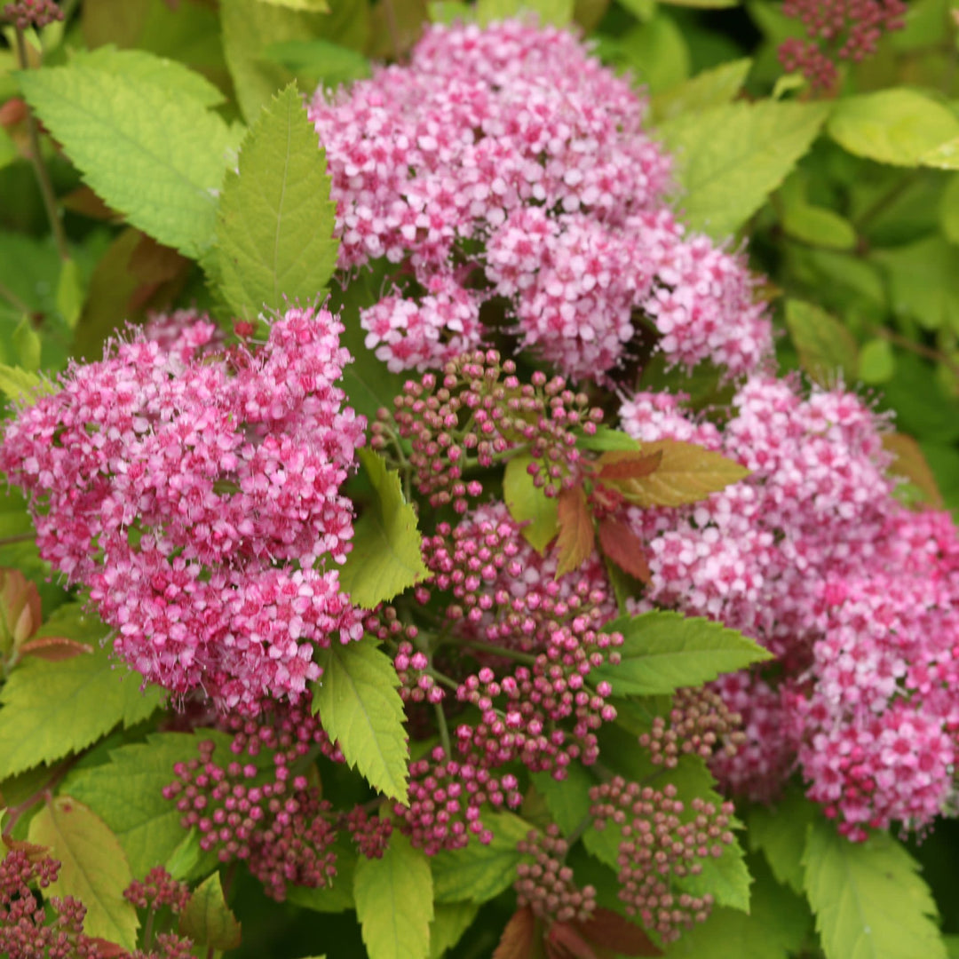 Double Play Big Bang® Spirea (Spiraea x)