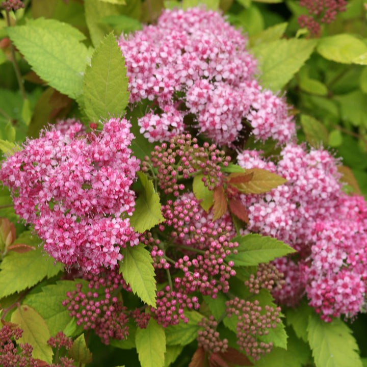 Double Play Big Bang® Spirea (Spiraea x)