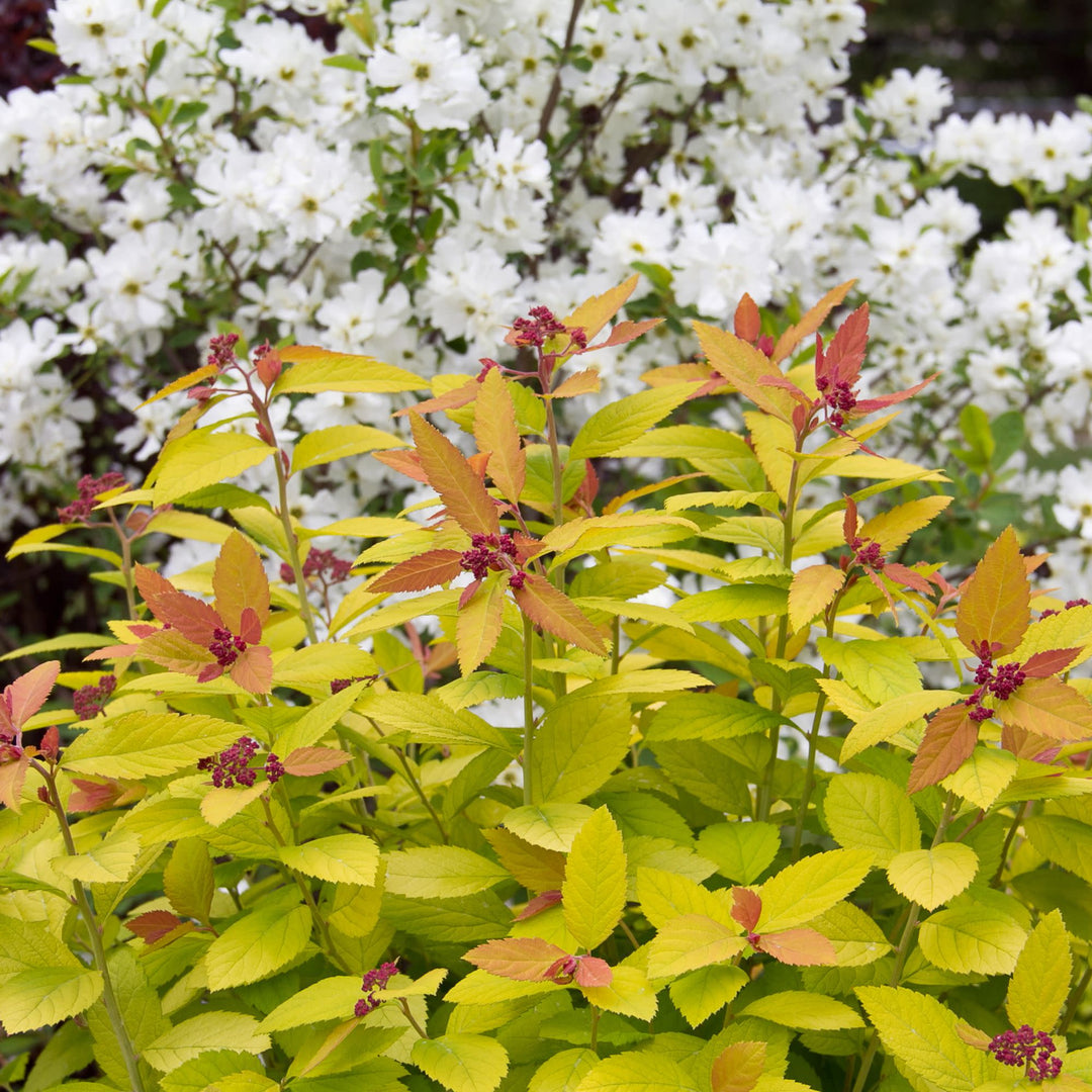 Double Play Big Bang® Spirea (Spiraea x)