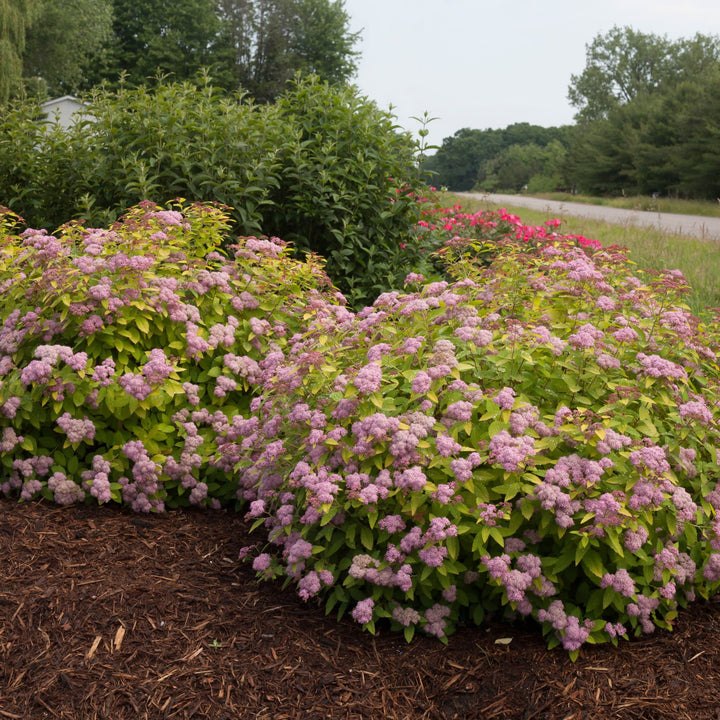 Double Play Big Bang® Spirea (Spiraea x)