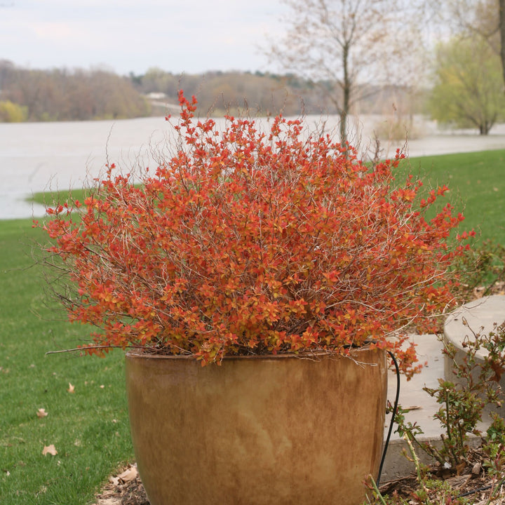 Double Play Big Bang® Spirea (Spiraea x)