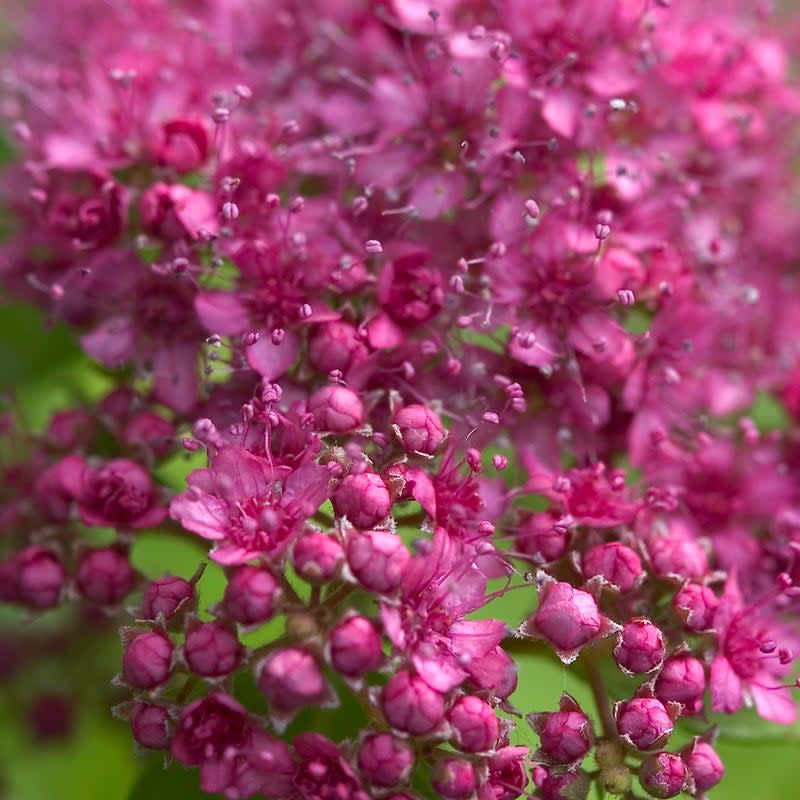 Double Play Gold Double Play Gold Spirea up close.