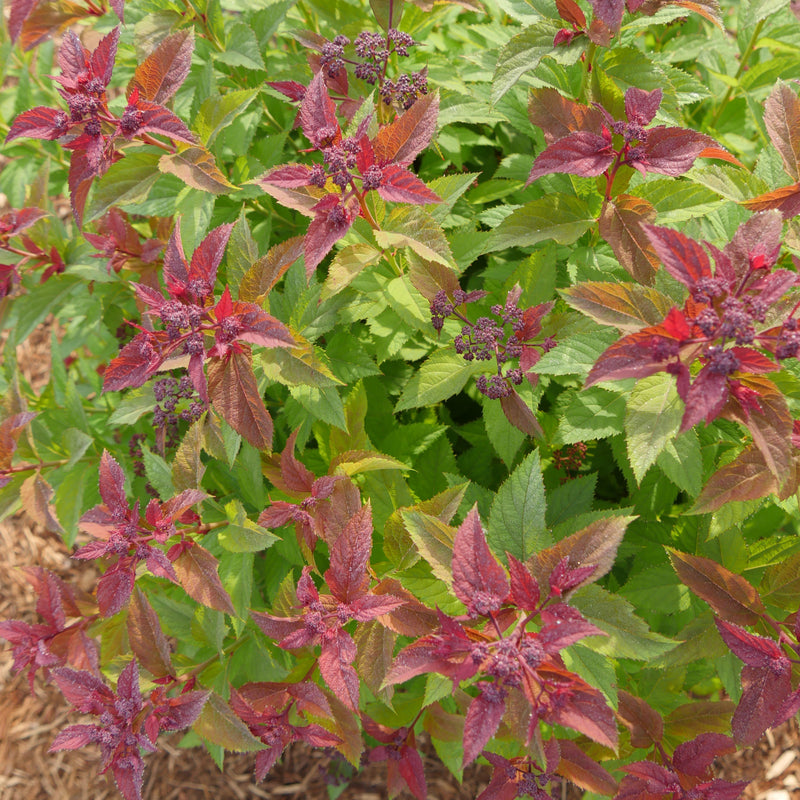 Double Play Gold Double Play Gold Spirea up close.