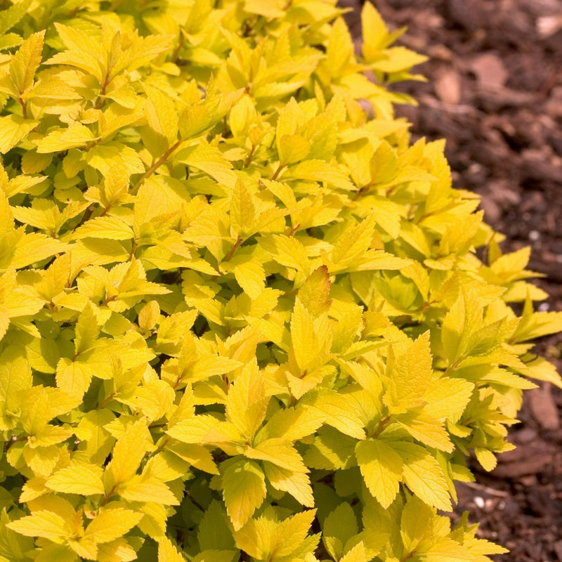 Double Play Gold Double Play Gold Spirea up close.