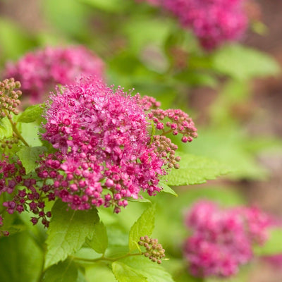 Double Play Gold Double Play Gold Spirea up close.