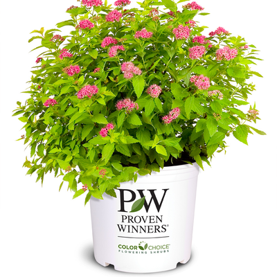 Double Play Gold Double Play Gold Spirea in container.