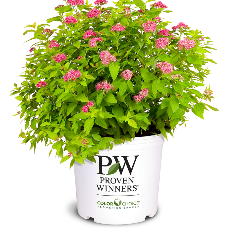 Double Play Gold Double Play Gold Spirea in container.