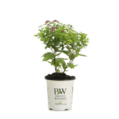 Double Play® Gold Spirea (Spiraea japonica)