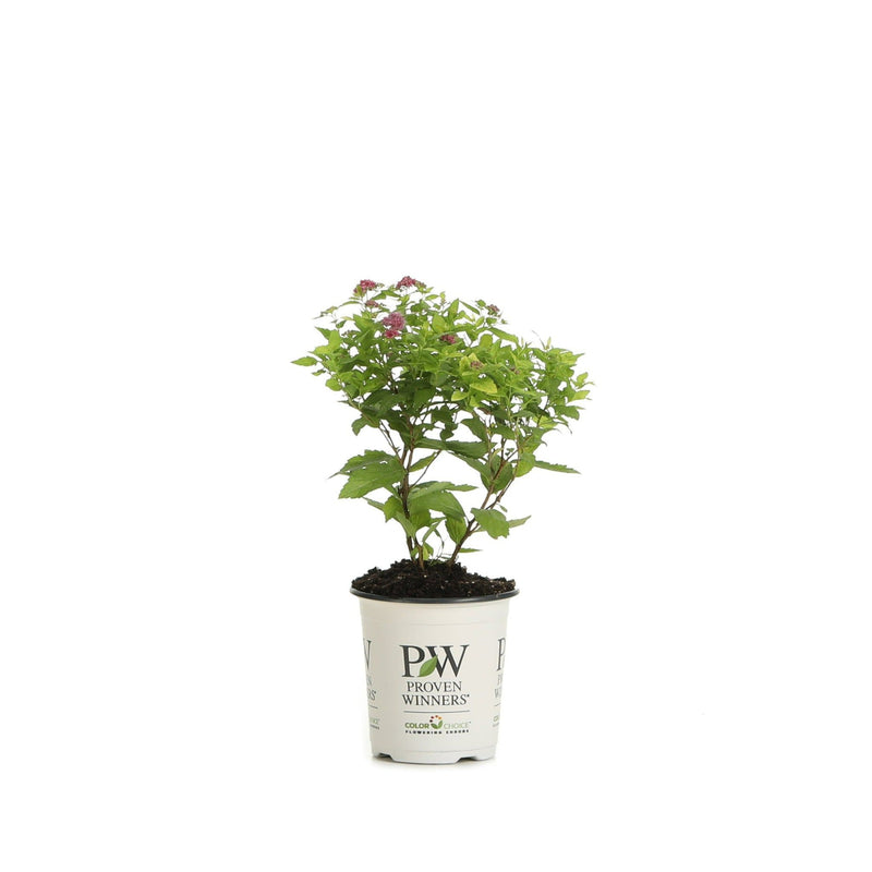 Double Play Gold Spirea in container.