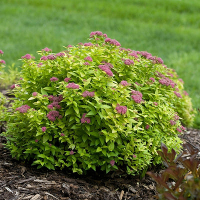 Double Play Gold Double Play Gold Spirea in focus.