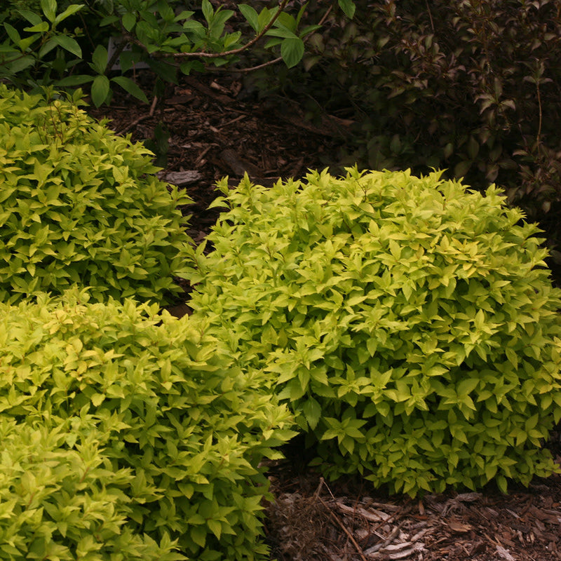 Double Play Gold Double Play Gold Spirea in use.