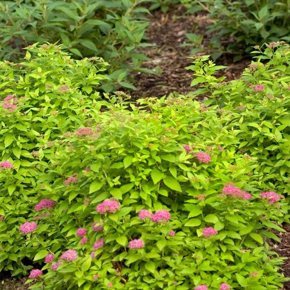 Double Play Gold Double Play Gold Spirea in use.